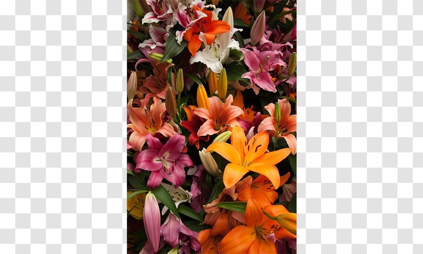 Floral Design Cut Flowers Lily Of The Incas Flower Bouquet - Peruvian Transparent PNG