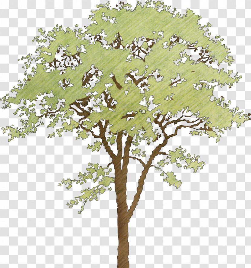 Twig Plane Trees Plant Stem Leaf - Branch - Tree Transparent PNG