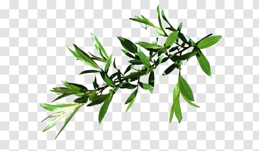 Willow Leaf Tree Four Species Transparent PNG