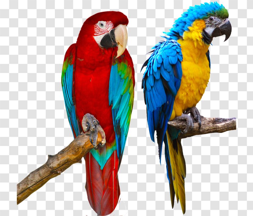 Parrot Red-and-green Macaw Blue-and-yellow Bird Scarlet Transparent PNG