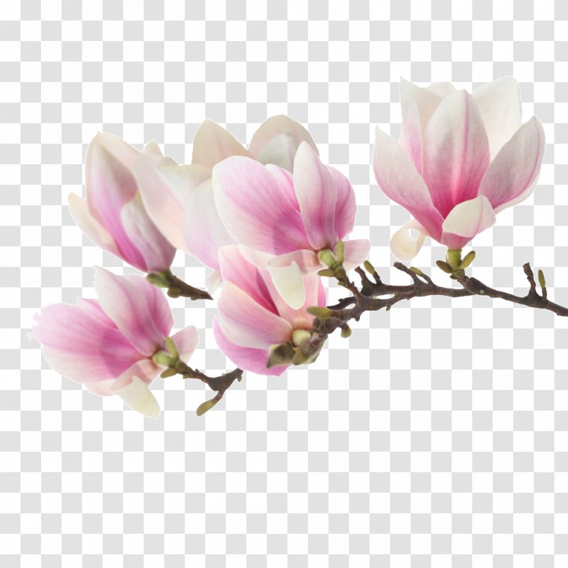 Magnolia Stock Photography Image Poster Illustration - Plant - Da Transparent PNG