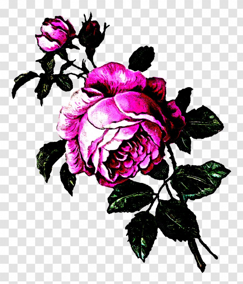 Garden Roses - Rose - Petal Family Transparent PNG