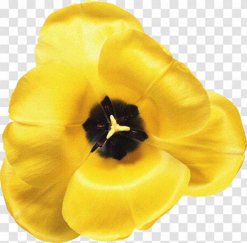 Royalty-free Tulip Flower Wattpad - Orange Transparent PNG