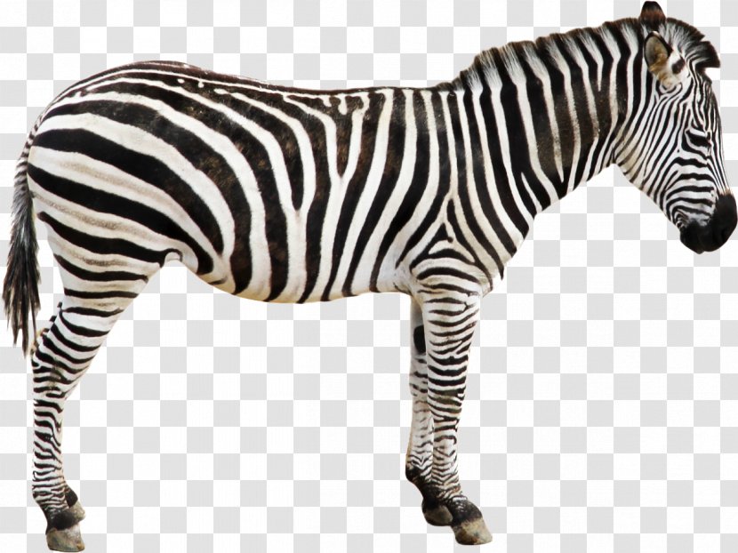Quagga Zebra Horse Foal Clip Art Transparent PNG