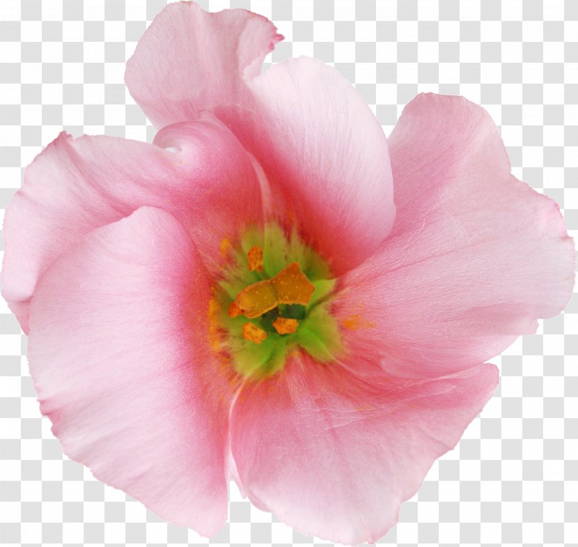 Flower Anthesis Garden Roses Clip Art - Plant - Flowers Transparent PNG
