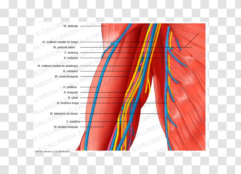 Arm Blood Vessel Nerve Human Body Muscle - Flower Transparent PNG