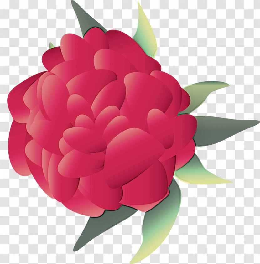 Petal Flower Pink Red Plant - Camellia Japanese Transparent PNG