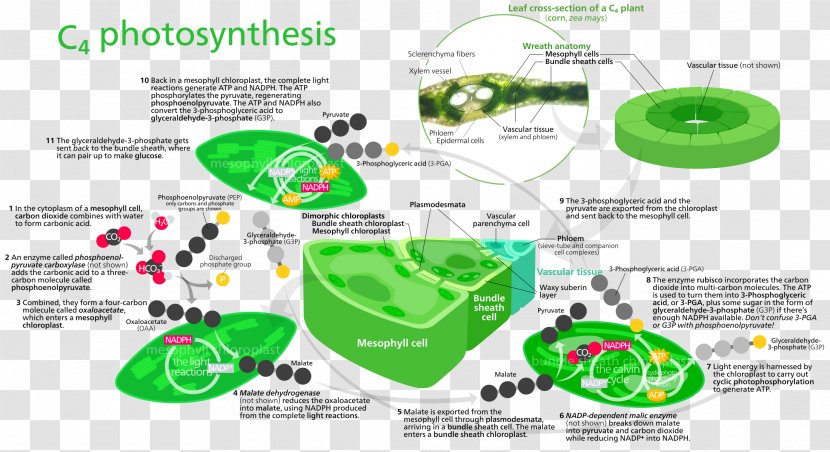 Photosynthesis C4 Carbon Fixation Light-dependent Reactions Calvin Cycle Dioxide - 3d Arrows Transparent PNG