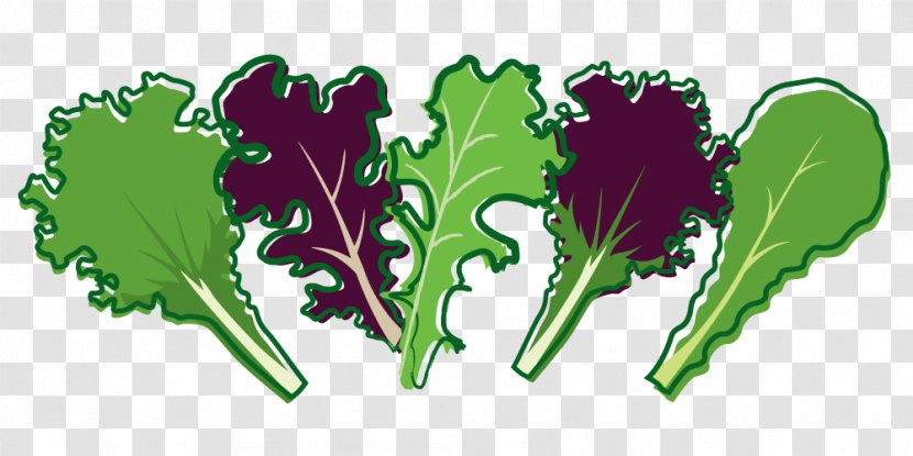 Leaf Vegetable Lettuce Salad - Brassica Juncea Transparent PNG