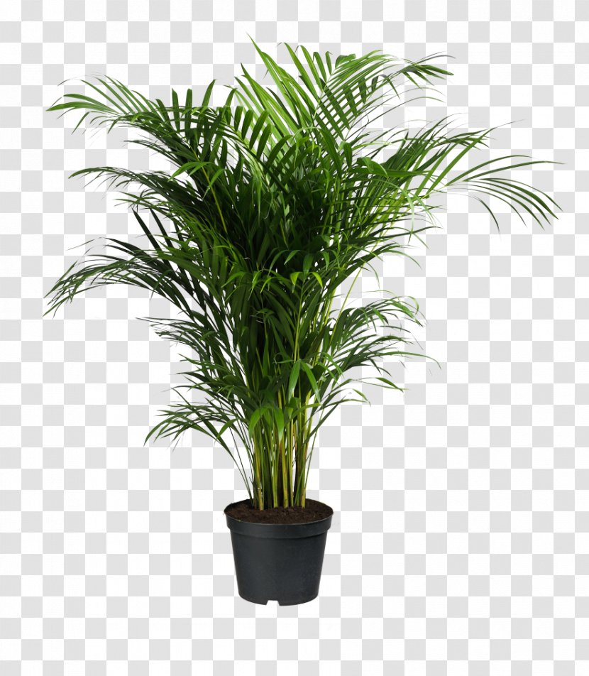 Howea Forsteriana Ravenea Areca Palm Houseplant - Dypsis - Potted Plants Transparent PNG