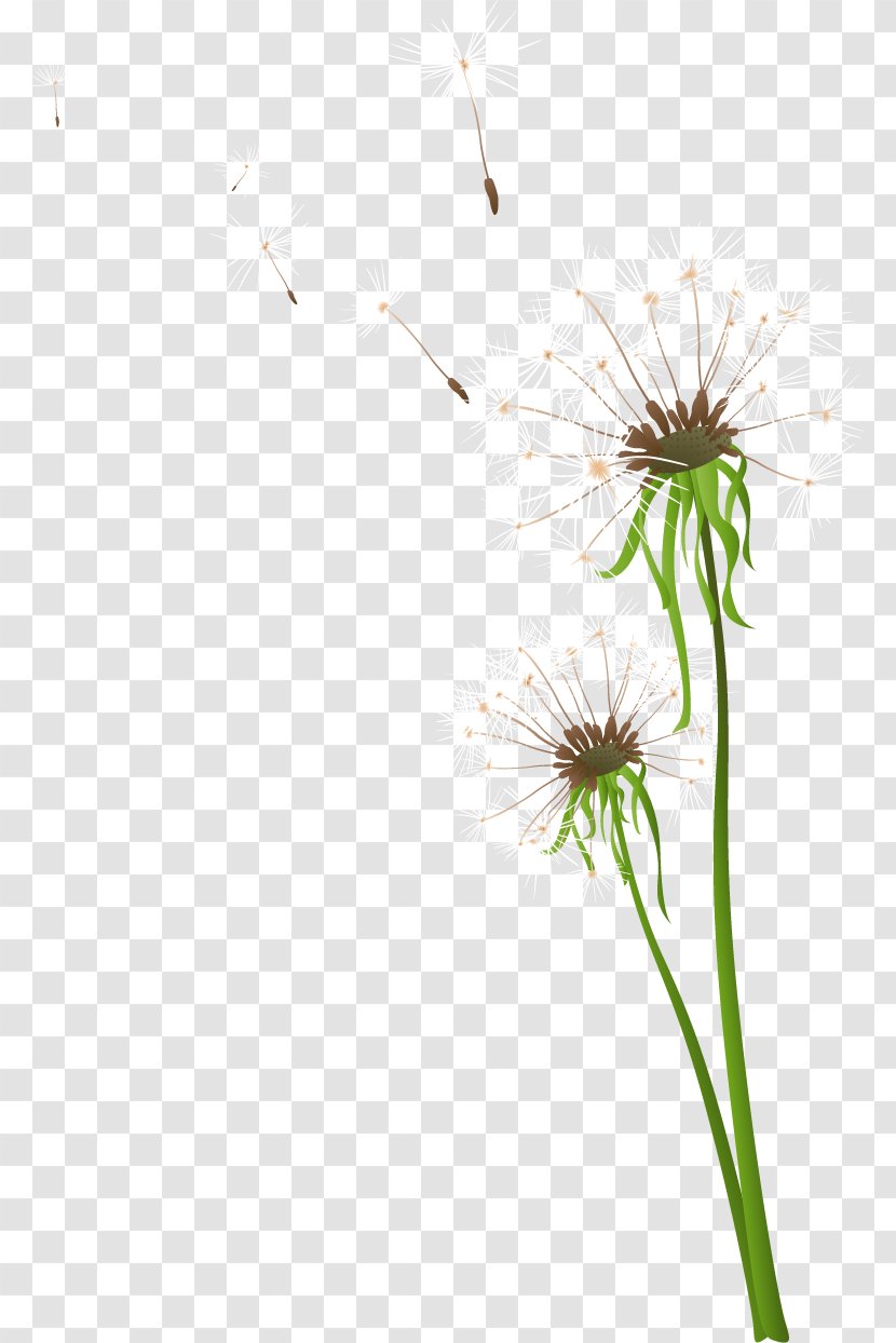 Dandelion Flower - Flora Transparent PNG