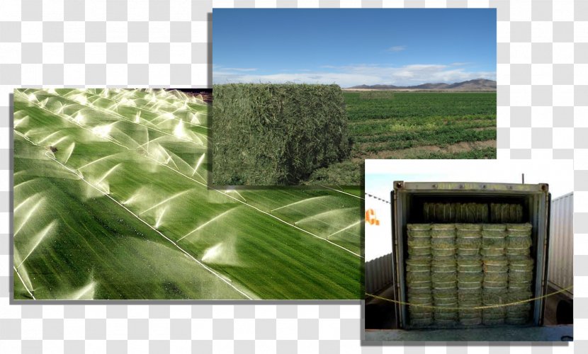 Grasses Plantation Family - Grass - Alfalfa Transparent PNG