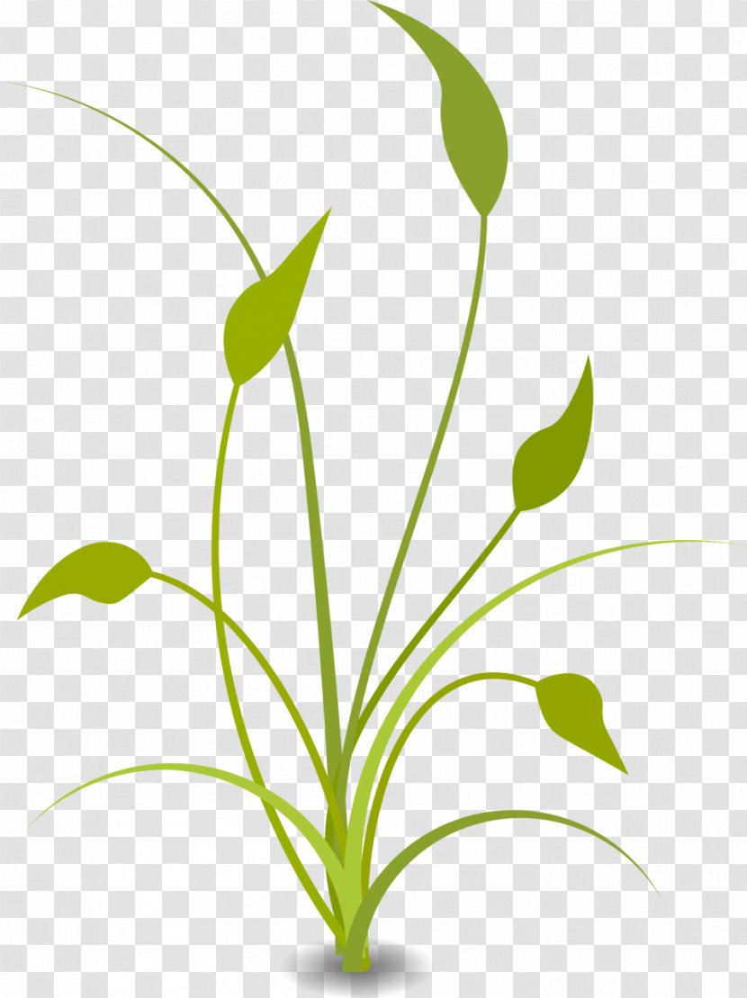 Nature Free Content Clip Art - Soybean Stalk Cliparts Transparent PNG