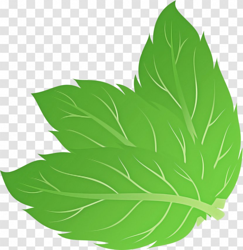 Feather - Leaf - Herbaceous Plant Herb Transparent PNG