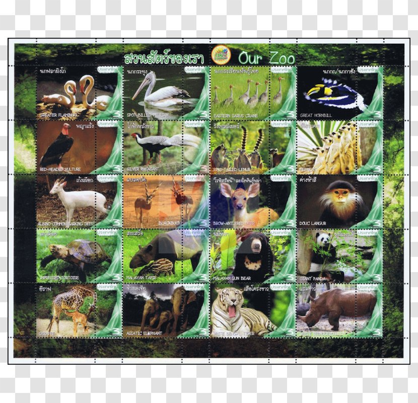 Dusit Zoo Chiang Mai Animal Fauna - Ringnecked Pheasant Transparent PNG