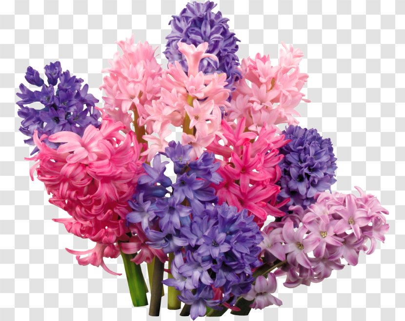 Hyacinth Floral Design Flower Bouquet Telegram Transparent PNG