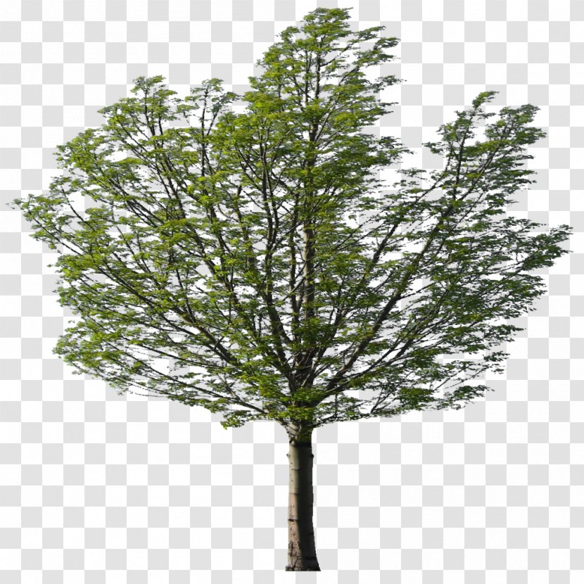 Larch Eucalyptus Nicholii Willow Evergreen - Twig - Baum Transparent PNG