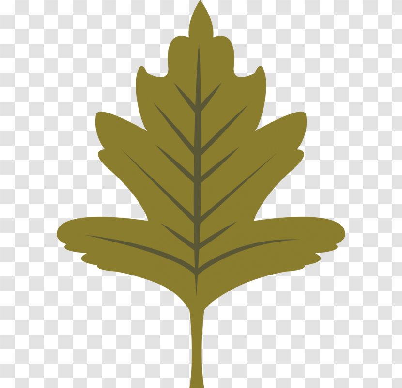 Oak Tree Leaf - Plant Stem - Black Maple Flower Transparent PNG