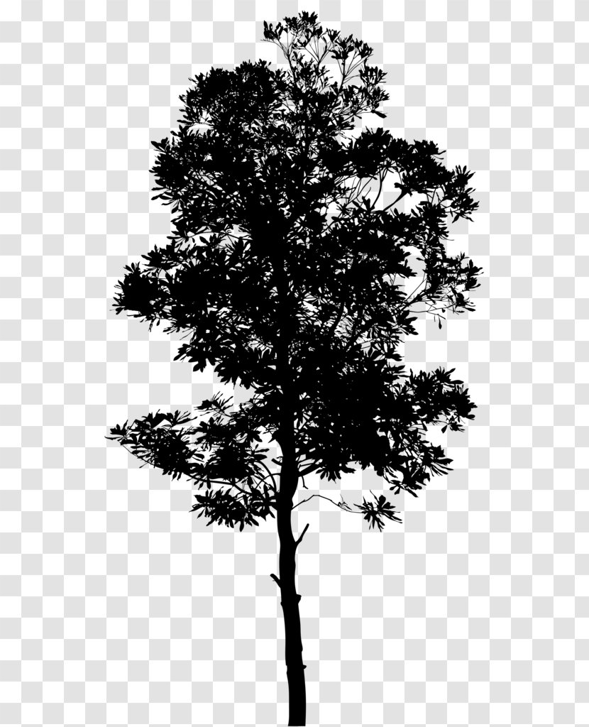 Pine Black & White - Woody Plant - M Paper Algorithm Point Cloud Transparent PNG