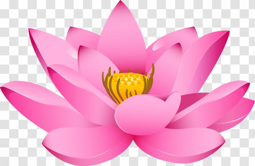 Nelumbo Nucifera Drawing Padma - Symbol - Vector Painted Pink Lotus Transparent PNG