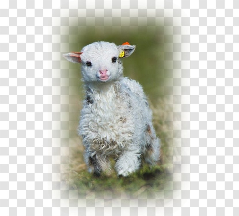 Ouessant Sheep Goat Lamb And Mutton Cuteness Puppy - Masques Moutons Transparent PNG