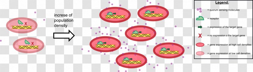 Bacteria Quorum Sensing Secretion Technology Transparent PNG