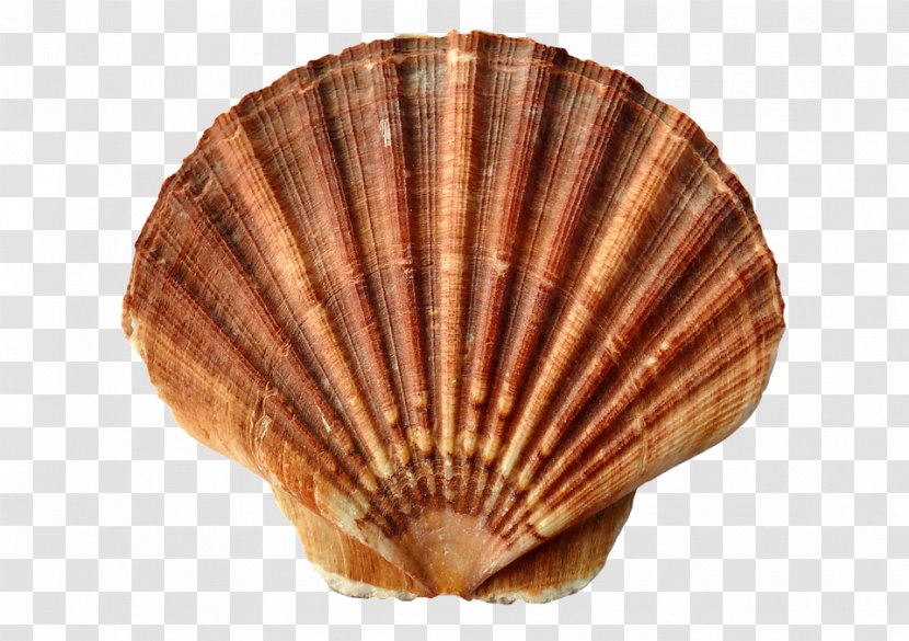 Clam Oyster Seashell Lobster Seafood - Conchology Transparent PNG
