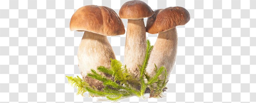 Mushrooms (Collins Gem) Collins Mushroom Miscellany Cholesterol Counter Gem And Toadstools 15-Minute Yoga - Book Transparent PNG