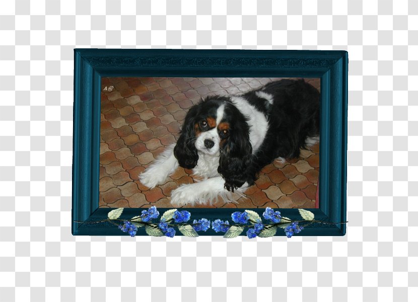 Cavalier King Charles Spaniel Puppy Dog Breed - Crossbreed - La Vie Est Belle Transparent PNG