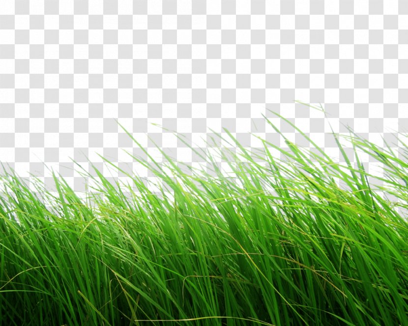 Text Green Artificial Turf E-book Meadow - Python Imaging Library - Grass Image Picture Transparent PNG