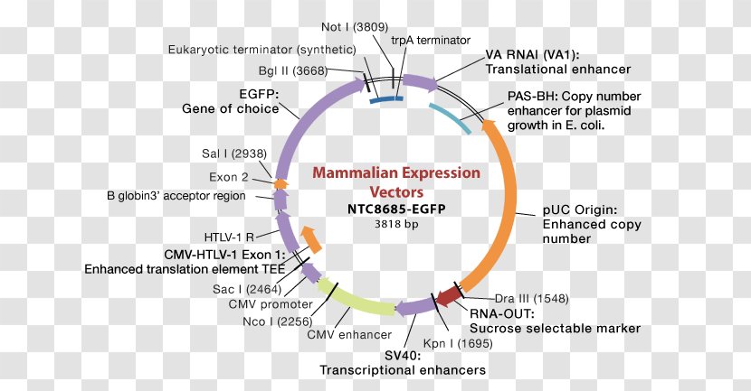 Expression Vector Cloning Plasmid Gene Transparent PNG
