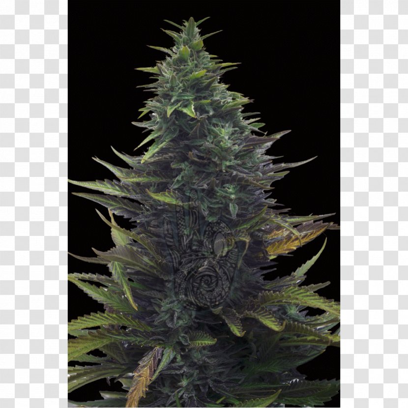 Satori Hemp Fir Feminized Cannabis Spruce - Cannabaceae - Seeds Transparent PNG