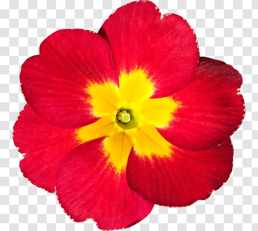 2018-03-27 Petal Primrose - Mallow Family - Rooster Primula Transparent PNG