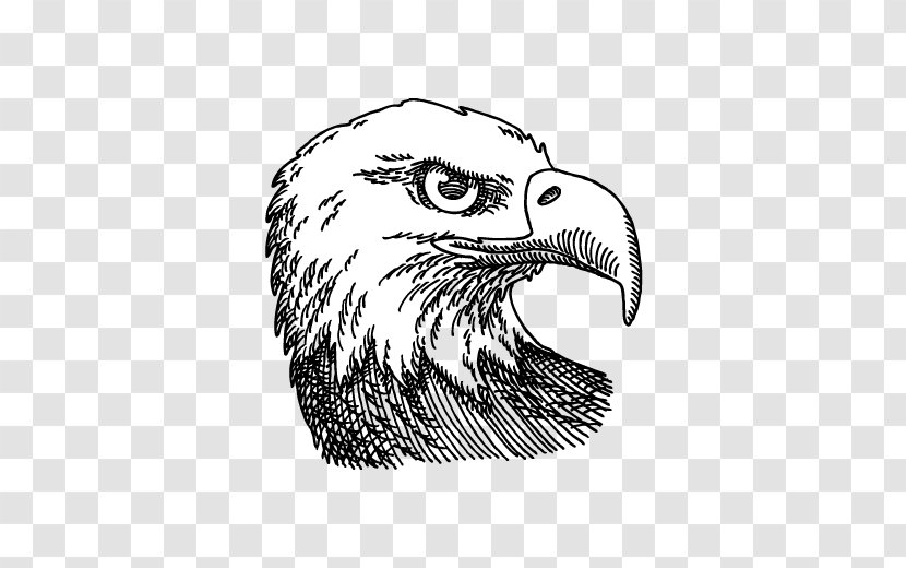 Bald Eagle Drawing Vector Graphics Illustration Image - Bird - DRAWING Transparent PNG