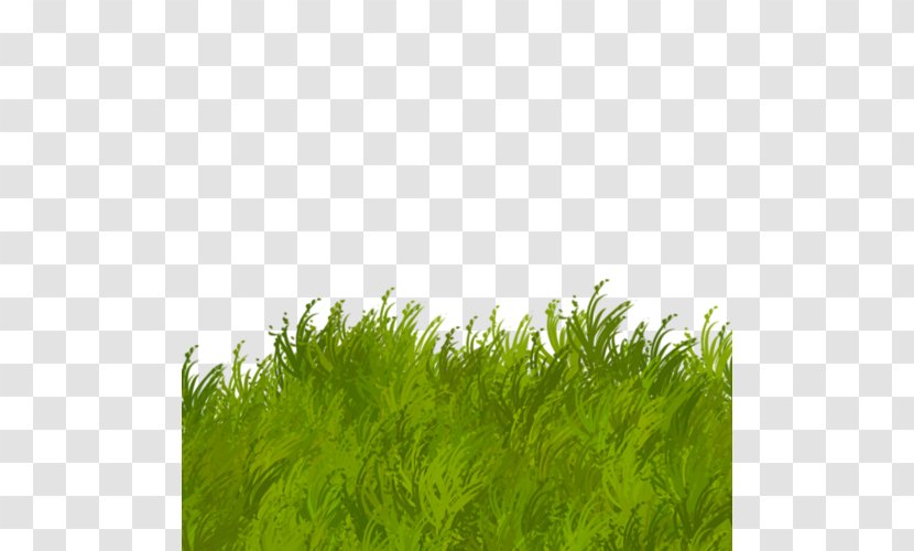Herbaceous Plant Green Clip Art - Grass Family - Love The Natural Environment Transparent PNG