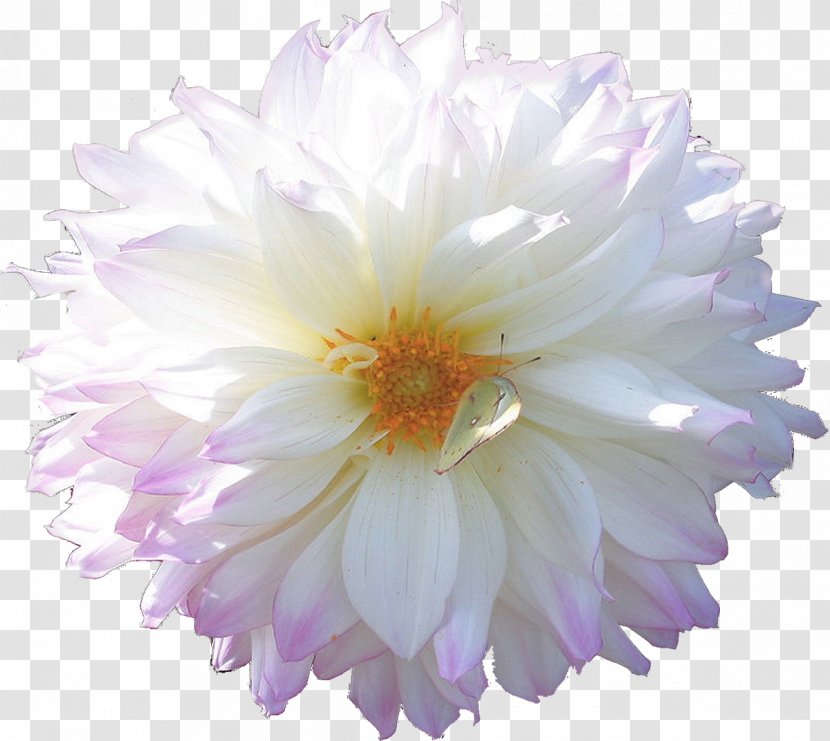 Cut Flowers Blog Chrysanthemum - White Flower Transparent PNG