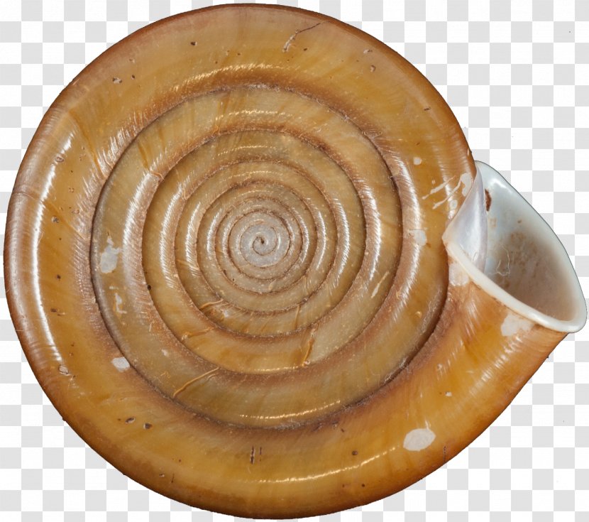 Comisión Científica Del Pacífico Museo Nacional Prado Hispanic Society Museum & Library Ceramic - Snail - Conchas Transparent PNG
