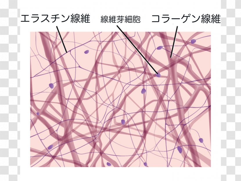 Loose Connective Tissue Dense Irregular Reticular - Tree - Collagen Transparent PNG