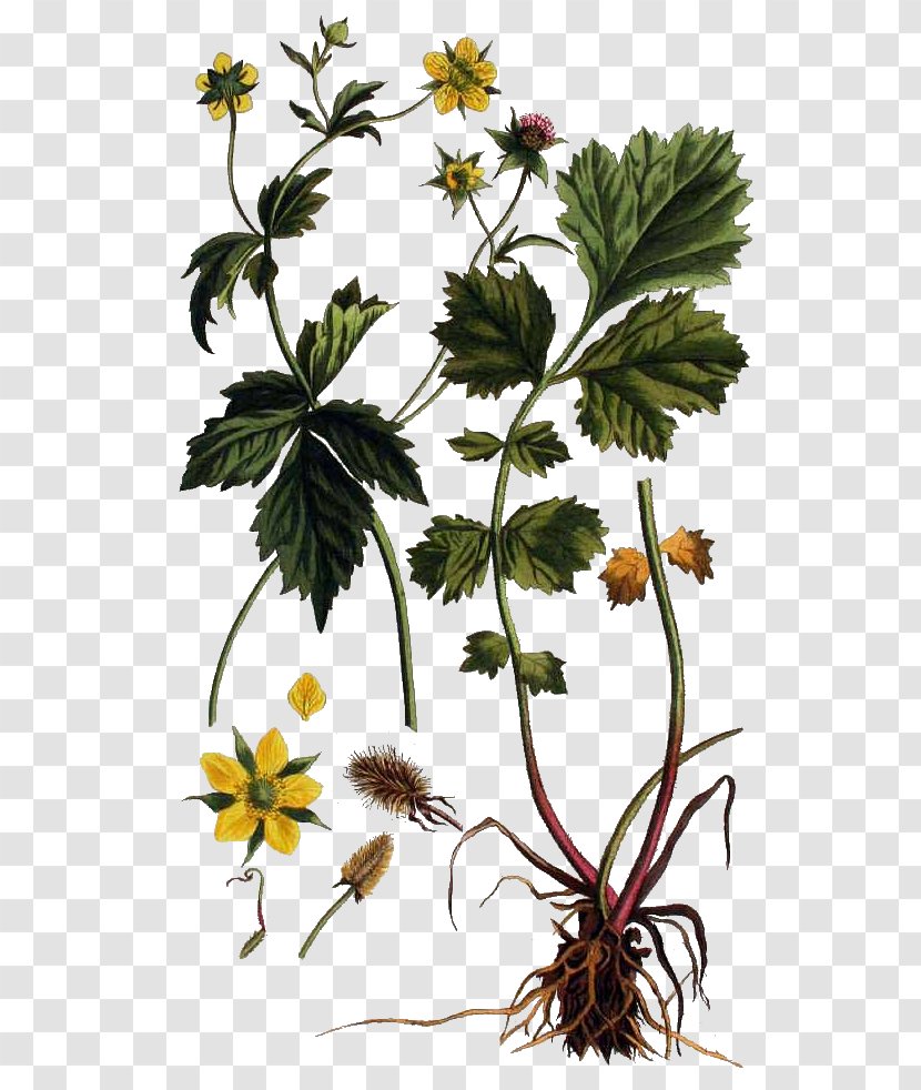 Herb Bennett Geum Rivale Plante Magique Botany - Flora - Plant Transparent PNG