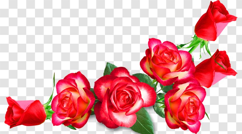Garden Roses Cut Flowers Clip Art - Floral Design - Flower Transparent PNG