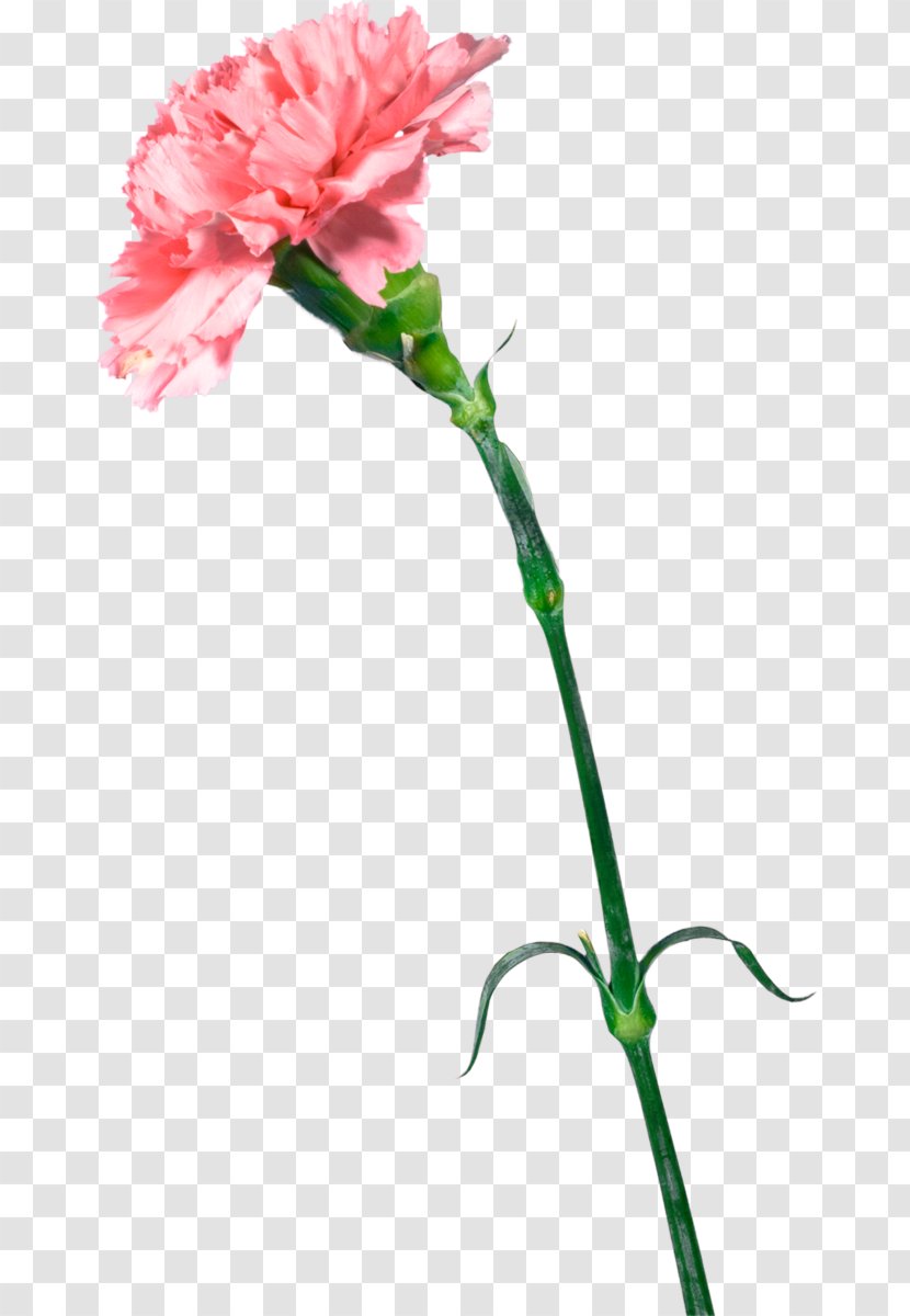 Carnation Cut Flowers Mother's Day Gift - Bud Transparent PNG