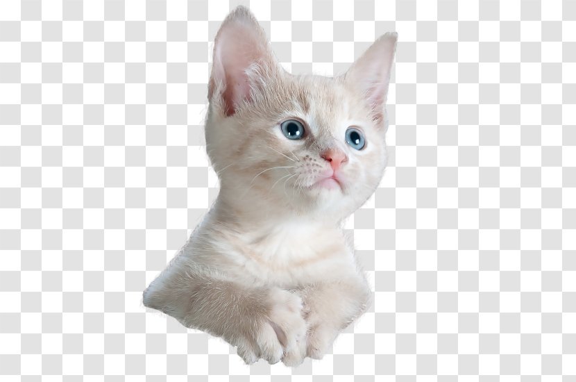 Basenji Cat Food Kitten Pet - Cute Little Staring Transparent PNG