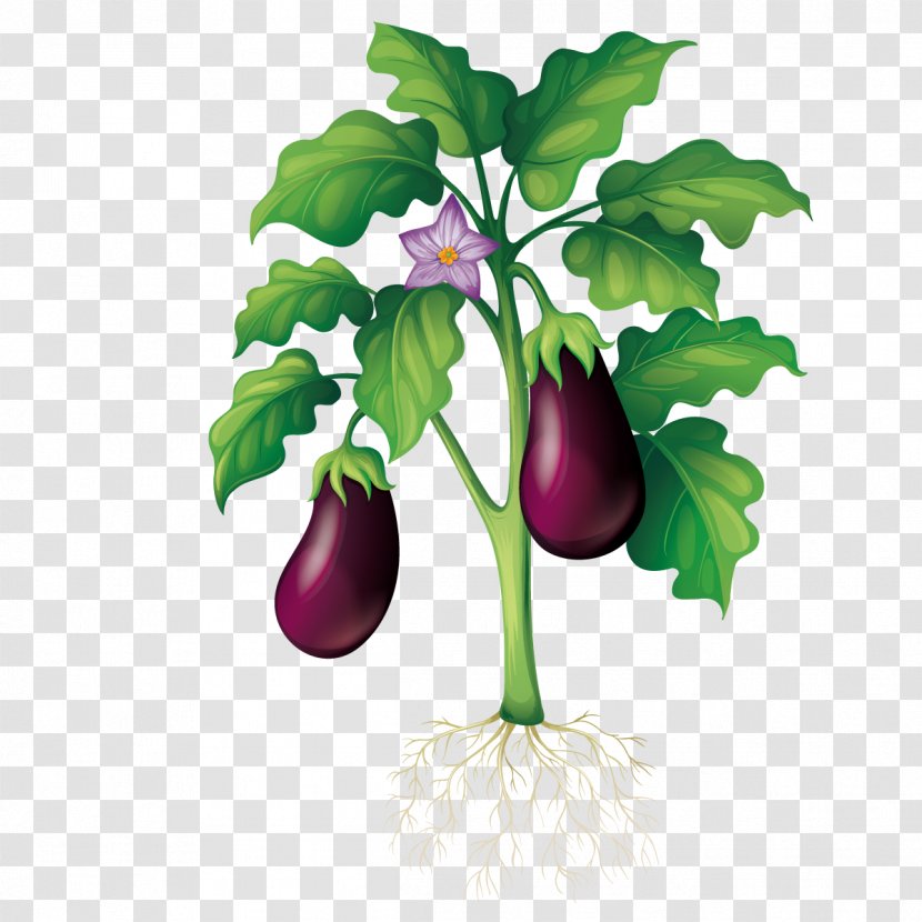 Plant Garden Clip Art - Stock Photography - Vector Planting Eggplant Transparent PNG