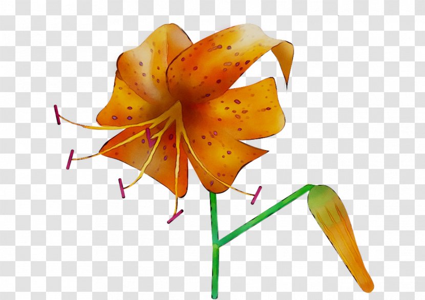 Plant Stem Orange S.A. Plants Lily M - Botany Transparent PNG