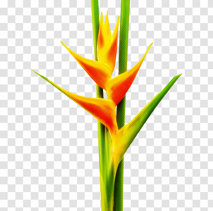 Lobster-claws Plant Stem Cut Flowers Bud Petal Transparent PNG