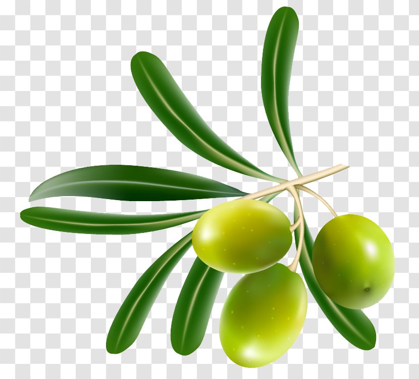 Olive Oil Clip Art - Olives Transparent PNG