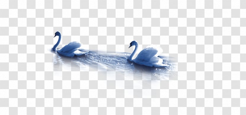Duck Brand Wallpaper - Beak - Swan Transparent PNG