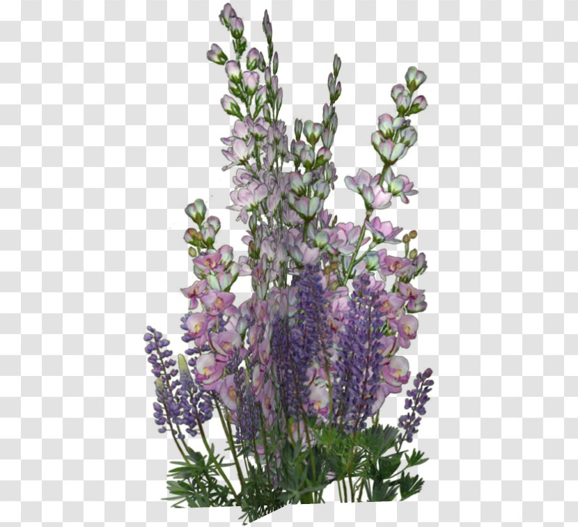 English Lavender Borders And Frames Flower Violet - Flowering Plant - Flowers Bunch Transparent PNG