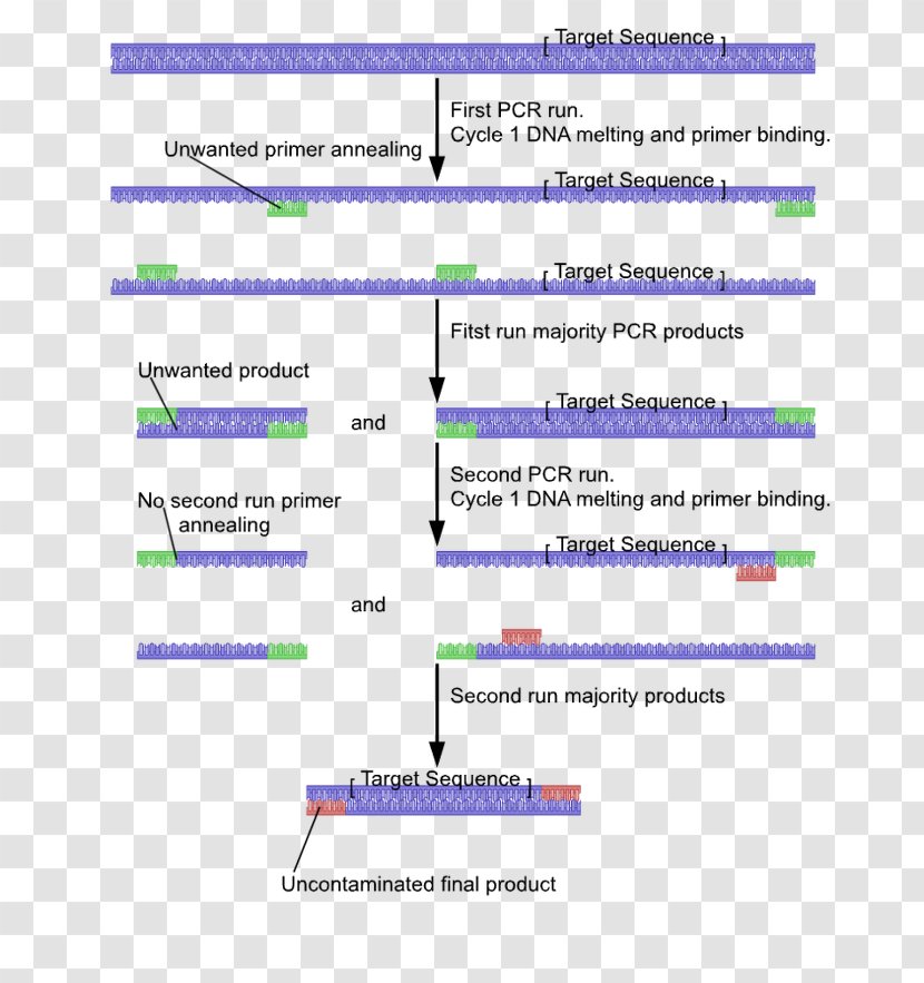 Nested Polymerase Chain Reaction Primer DNA - Area Transparent PNG