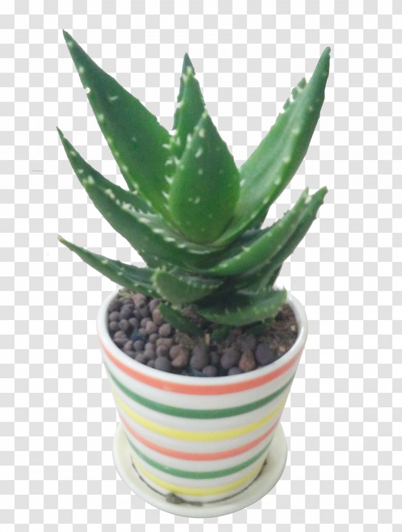 Aloe Vera Flowerpot Plant - Potted Plants Transparent PNG